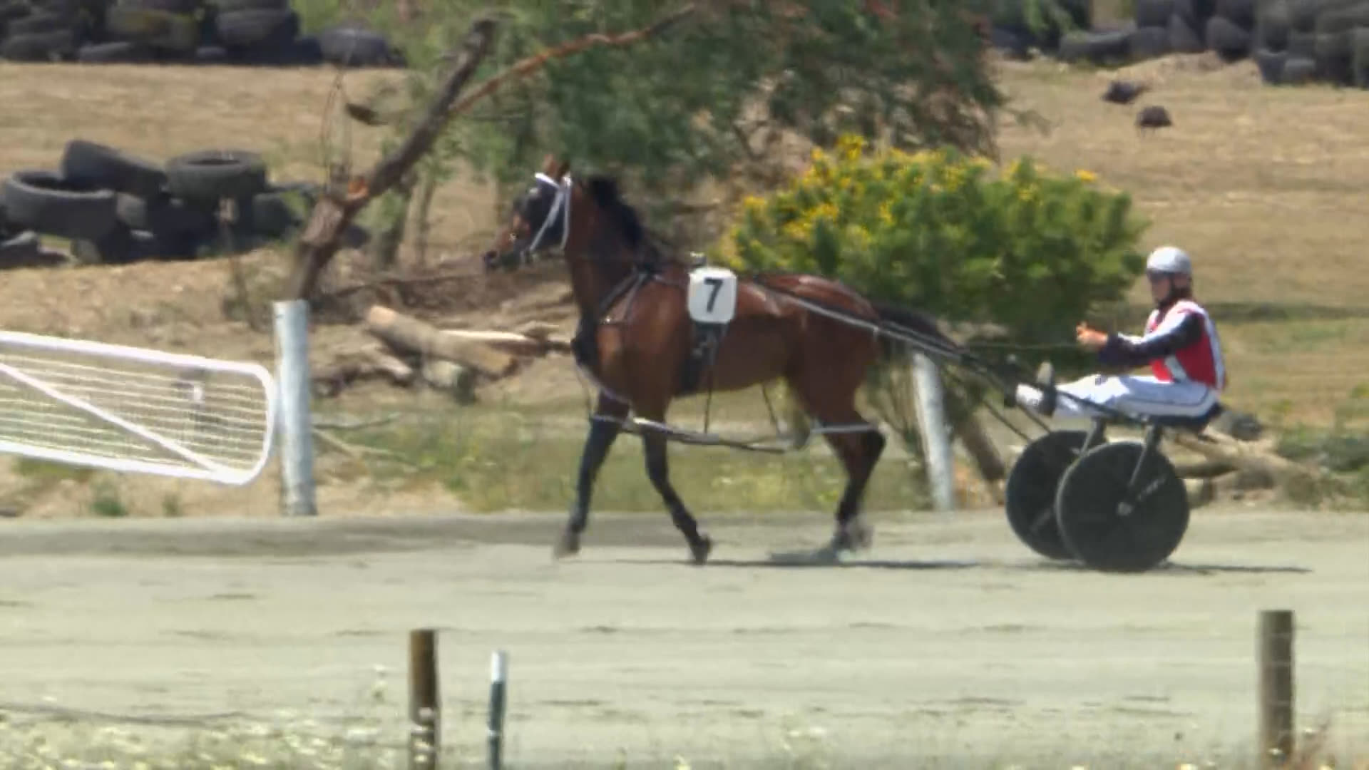 Nelson Race 6: 11-01-2026